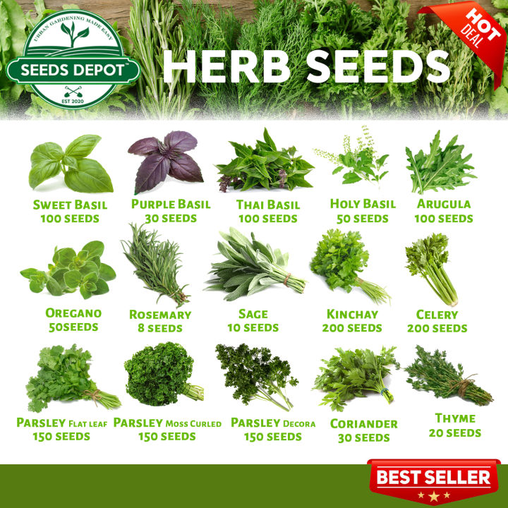 Herb Seeds Basil Rosemary Oregano Thyme Sage Celery Kinchay