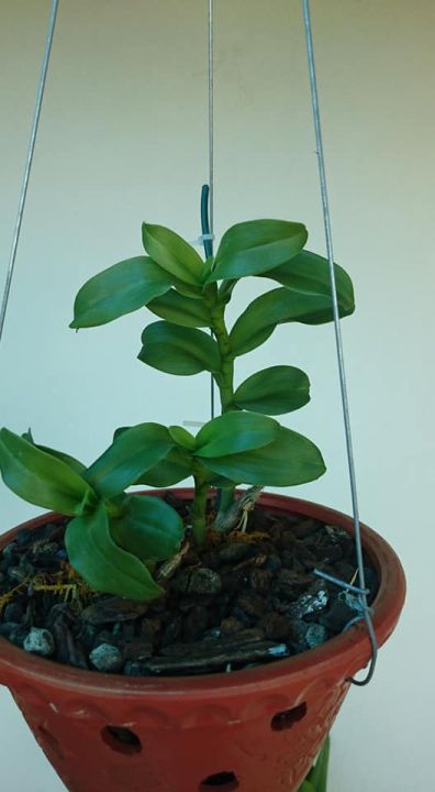 Phi%20%C4%91i%E1%BB%87p%20L%C3%81%20M%C3%8DT%20PH%C3%9A%20TH%E1%BB%8C,%20ki%20to,%20l%C3%A1%20to%20%20kh%E1%BB%8Fe,%20c%E1%BA%AFt%20t%E1%BB%AB%20th%C3%A2n%20m%E1%BA%B9,%20hoa%20%C4%91%E1%BA%B9p%20hi%E1%BA%BFm%20-%20Image%204