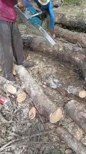 โฉมใหม่ เลื่อยกระทิงดำ รุ่น 6000 ช่วงชักจะยาวกว่า 5800 บอดี้ใหญ่กว่า เครื่องเเรงกว่า