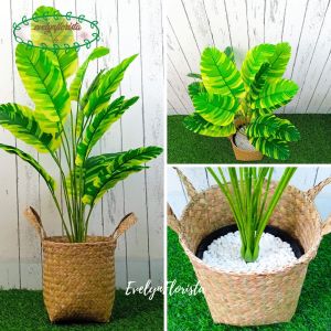 Pohon Daun Musa Florida X18 Semi Latex Artificial Pot Dasar Hitam Cover Anyaman Purun Handle Dekorasi Rumah Hiasan Ruang Tamu