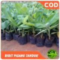 Bibit pisang tanduk /agung lumajang isi 2 bibit.. 