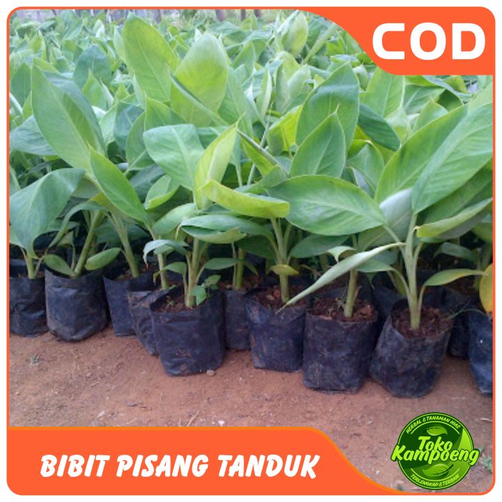 Bibit%20pisang%20tanduk%20/agung%20lumajang%20isi%202%20bibit.%20-%20Image%202