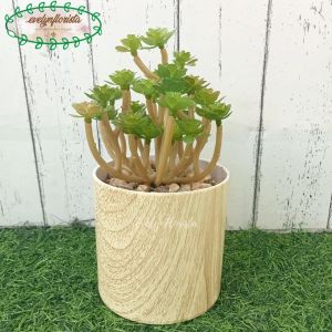 Tanaman Hias Mini Echeveria Sukulen Pot Melamine Motif Kayu Dekorasi Meja Kantor Aesthetic