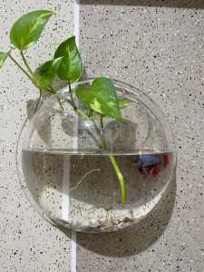 Aquarium dinding cupang dan gupy dll diameter 20cm