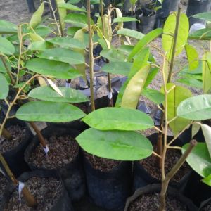 Bibit Durian Tembaga Super Unggul
