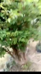 bibit pohon anggur brazil jaboticaba cepat berbuah manis