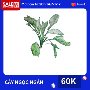 CÂY NGỌC NGÂN. COMBO 3 CÂY. CÂY MANG LẠI MAY MẮN THỊNH VƯỢNG
