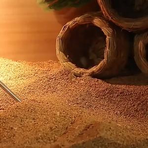 Quail Poop Scooper Cleaning Tool Chicken Poop Cleaning ShovelPoop Scooper Cleaning Brush Walnut Sand Shovel