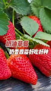 Cream Strawberry Seeds Four Seasons Strawberry Balcony Potted Strawberry Seeds Autumn Winter Vegetable Seeds Fruit Seeds Collection