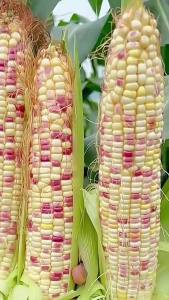 Corn Seeds Collection: Glutinous Corn Seeds Fruit Corn Seeds Sweet Corn Seeds Colorful Glutinous Sweet Corn Seeds