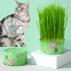 Canned Cat Grass Kit Grass Hydroponic Plant Pot Hydroponic Cultivation of Cat Grass To Help Digest Cat Snack