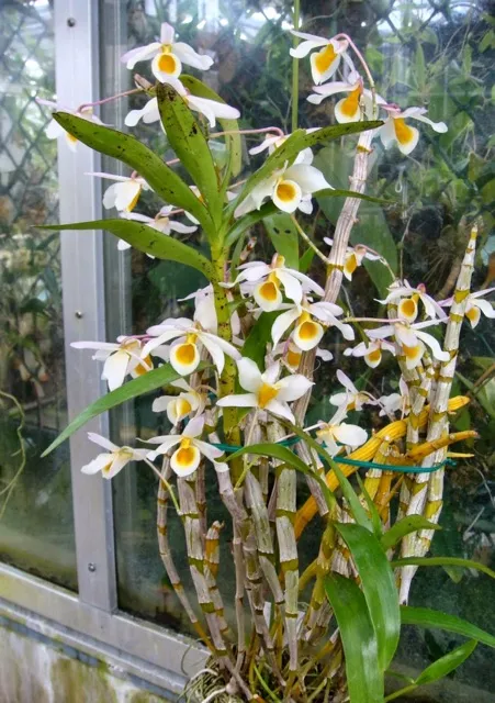 Lan%20Ho%C3%A0ng%20phi%20h%E1%BA%A1c%20-%20Image%204