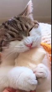 ขนมแมวฟรีซดราย ขนมหมา ขนมสุนัข ฟรีซดรายแมว ไก่ฟรีซดราย เต็มชิ้น ไก่อบแห้ง ขนมหมา อกไก่อบแห้ง freeze dried  treat