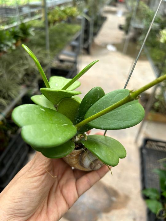 [Houseplant] Hoya Kerrii (Sweetheart Hoya) in Hanging Snail Shell ...