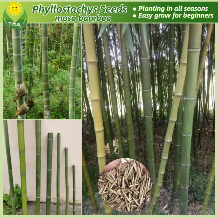 Legit Fresh Phyllostachys Seeds Moso Bamboo Plant Seeds For Planting Gardening Pcs