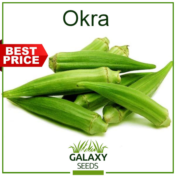 "GalaxySeeds" Smooth Okra Seeds for Planting Vegetable Plants (10 Seed
