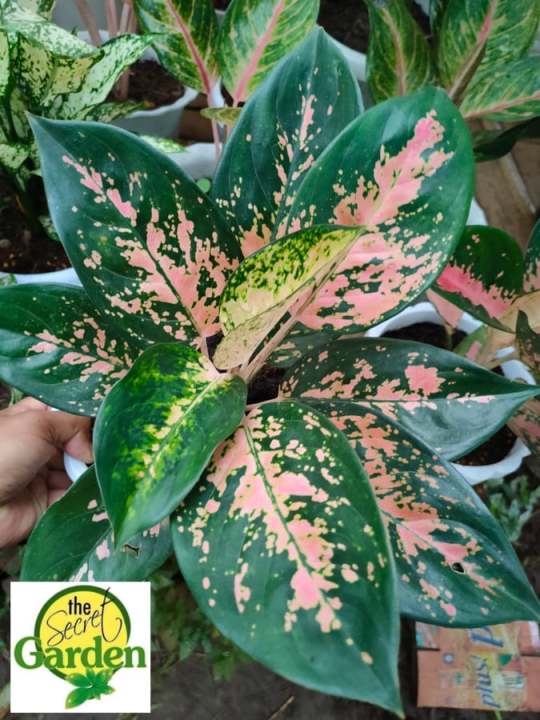 Aglaonema Pink Cochin with FREE plastic pot, pebbles and garden soil
