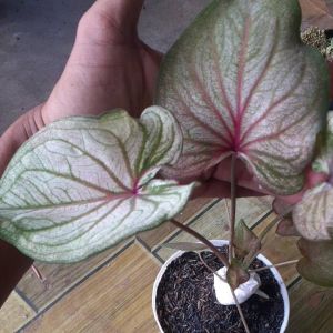 Tanaman Hias Keladi: Dekorasi Indoor Mudah Dirawat