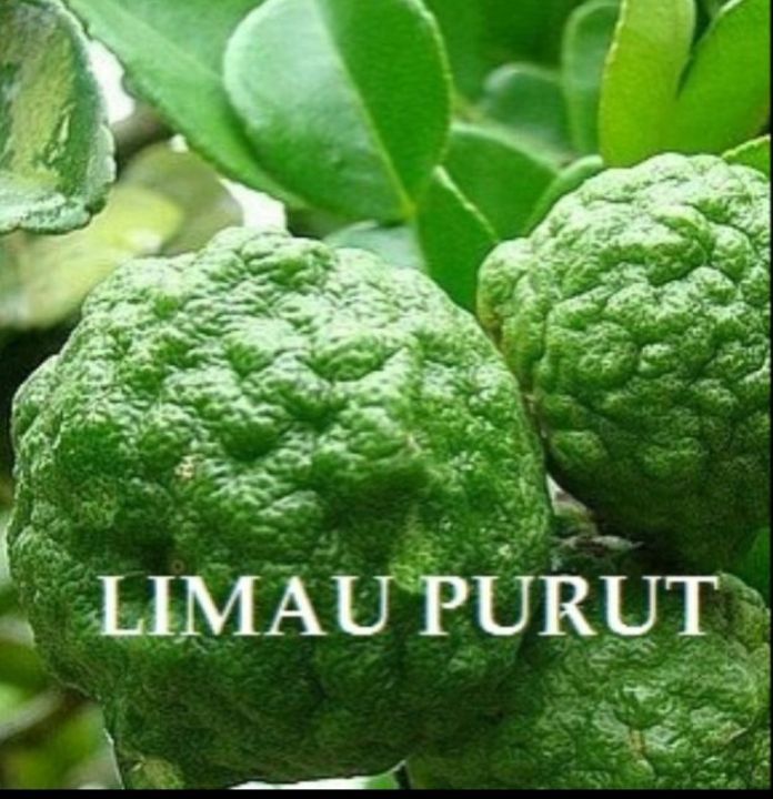 Limau Purut | Lazada