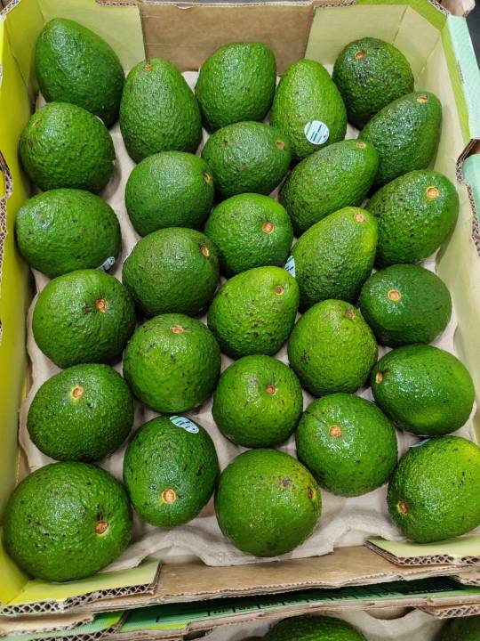 Fruit addicts 🥑 อโวคาโด้ ออสเตรเลีย ถาด เขียวเหลือง | Lazada.co.th