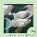 [J Wild Aquatic]—— Platinum White Ballon Lyretail Molly 球体白金月亮尾茉莉鱼. 