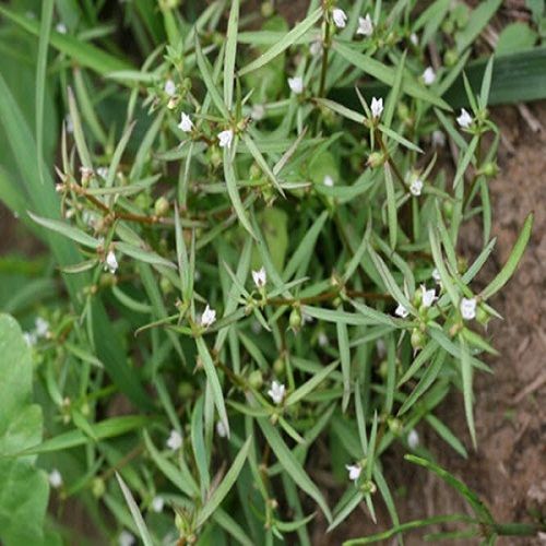 Bạch Hoa Xà Thiệt Thảo (Cỏ Lưỡi Rắn) Khô 01KG Loại 1 l1 .