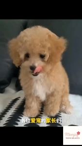 Grinding teeth snack beef flavor bone-shaped dental stick