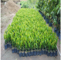 CÂY GIỐNG CÂY HOÀNG NAM - TÙNG ẤN ĐỘ, CÂY KHỎE ĐẸP. 