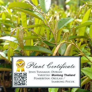 Bibit Durian Sertifikat Bergaransi Asli Musangking/Montong/Bawor/Blackthorn/Super Tembaga