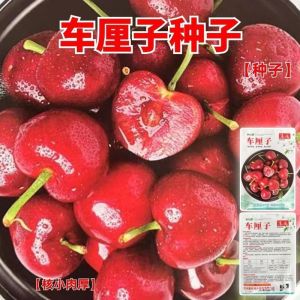Cherry mountain cherry fruit tree hairy cherry fruit collection