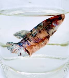เบตต้า โค่ย กาแล็คซี่ เพศผู้ Betta Koi Galaxy (MALE)