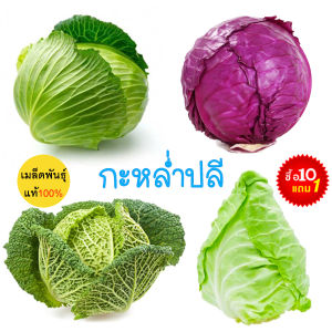 กะหล่ำปลี รวมทุกพันธุ์📌ถูกที่สุด 10 บ.📌เมล็ดพันธุ์กะหล่ำปลี 20-30 เมล็ด🌱งอกง่าย ☘️โตไว☘️ หัวใหญ่🌱ทานอร่อย