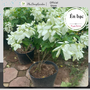 Hoa Én Bạc cao 50cm nở hoa cực đẹp tạo điểm nhấn khu vườn hoa nở quanh năm | Bảo hành cây hỏng Hoa dễ chăm sóc