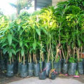 XOÀI CÁT HÒA LỘC -Cây giống. 