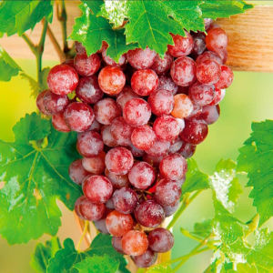 Bibit anggur merah / pohon anggur merah