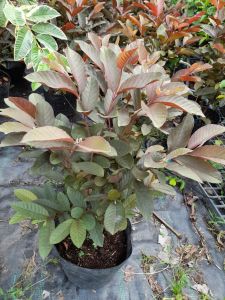 (Ảnh thật)  Cây Ổi Tím sai trái trái giòn ngọt dễ trồng trồng quanh năm