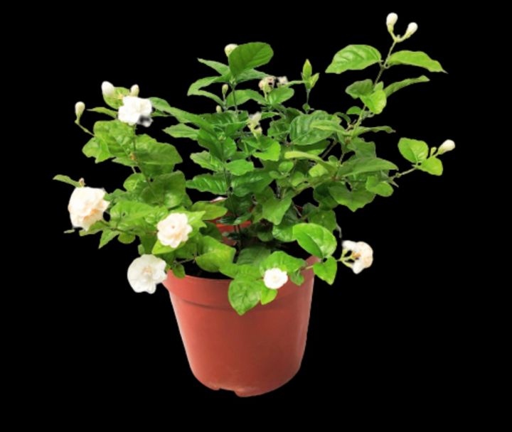 Jasminum sambac, Arabian Jasmine) | Lazada