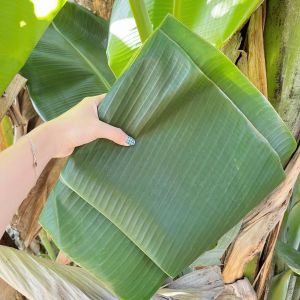 Lá Chuối Tươi Đẹp Không Bị Rách Dùng Gói Bánh Tét Xôi Bánh Giò (có đơn mới cắt giao hỏa tốc)