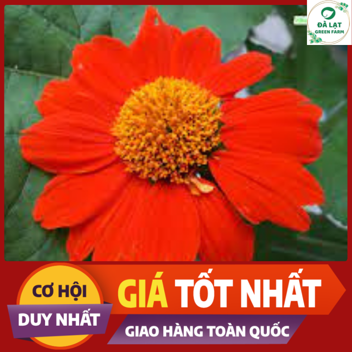 %F0%9F%8D%8050H_H%E1%BA%A0T%20GI%E1%BB%90NG%20HOA%20C%C3%9AC%20S%C6%A0N%20QU%E1%BB%B2/D%C3%83%20QU%E1%BB%B2%20%C4%90%E1%BB%8E%F0%9F%8D%80%20-%20Image%203