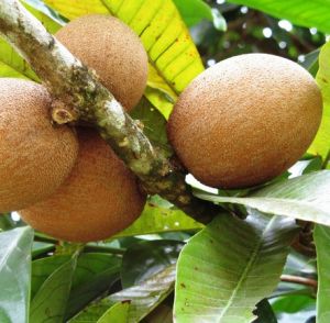 Bibit Tanaman Sawo Manila OKULASI TERMURAH