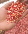 PlantSeed- 30 Benih Bibit Tanaman Jagung Kristal Biji Timun. 