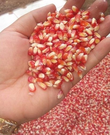 PlantSeed-%2030%20Benih%20Bibit%20Tanaman%20Jagung%20Kristal%20Biji%20Timun%20-%20Image%203