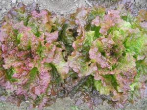 LETTUCE SEED VARIETY/GREEN RAPID/ROMAINE/ICEBERG/MIA RED/AVA RED/KAYLA RED/BLACK ROSE/ HIGH QUALITY SEEDS/HIGHER GERMINATION RATE