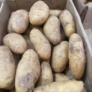 มันฝรั่งสด มันสปุนต้า พันธุ์สปุนต้า มันเอ มันไทย ทอดไม่ดำ ทำเฟรนฟราย