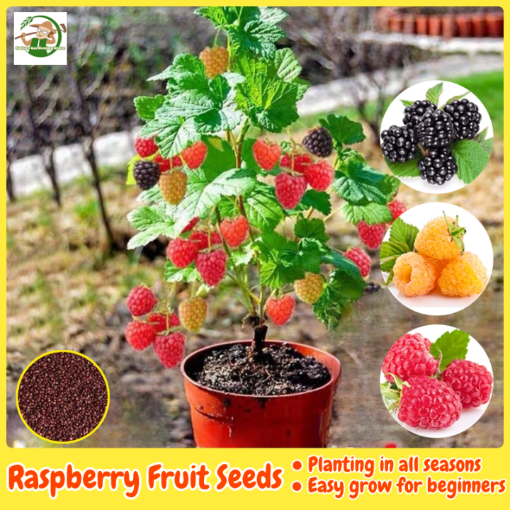 [Easy to grow in Malaysia] Fresh Bonsai Raspberry Seeds for Planting ...