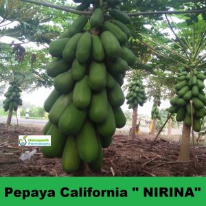 BENIH PEPAYA CALIFORNIA NIRINA ISI 60 BIJI CAP TIGA DAUN