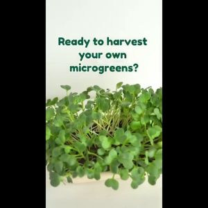 Radish Kaiware I Microgreens I Microgreens Grow Kit I Grow Kit I FarmJoe