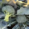 Fresh Organic Broccoli Seeds for Planting (300 Seed) biji benih brokoli 西兰花种子 High Yield Legit Broccoli Sprouts Seeds F1 Green Cauliflower Seed Microgreens Seeds Vegetables Seeds for Gardening Balcony Potted Live Vegetable Plants Veggie Seeds benih sayur. 