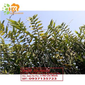 COMBO 10 CÂY LAN BÒ CẠP RẰN CON