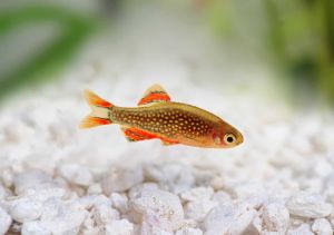 [Livestock] Galaxy rasboras